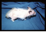 Hamster the 5th