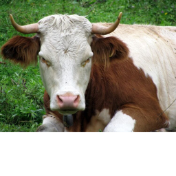 Cow Church