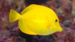 FALSEPUFFERS HAPPY WORLD