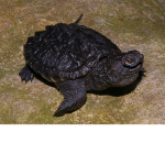 The Snapping Turtles
