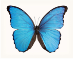 Butterfly community!!!