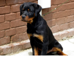 LovePuppys
