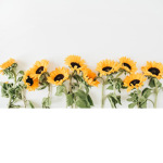The Sunnys FLOWERS