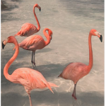 ~ Glossy flamingos ~