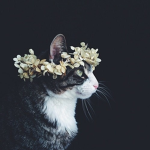 Kittys Clothing :3