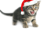 My friends :D meow