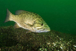 smallmouth bass fan club