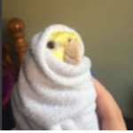 burrito budgie :)
