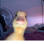 Chuckyyyy duckyyy