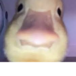 Duck trio