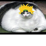 Cat's Republic