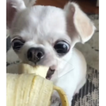Aaliyah monkey huiii