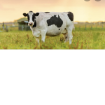 Cow Clup Group