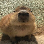 Da Capybara Fan Club