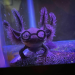 Axoloti