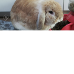 Rabbits12