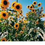 The. Sunflowers