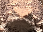 Lizoard