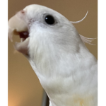 Burd Club