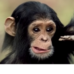 MONKEY’S ARE BEAUTIFUL