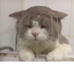 (: