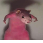 The_rat cult