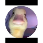 Myankles_boxedu