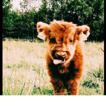 Gold cow