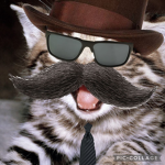 Cat bandit guys