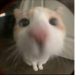 셀몬