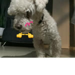 Perris de corazón