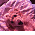 • doggies and pastels! •