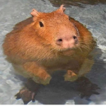 [apybara [uIt
