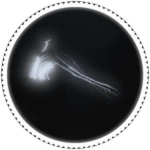 MA | S.T.A.R