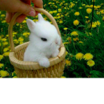 The Aesthetic Bunnies