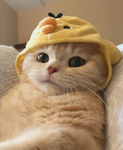 흑당라떼