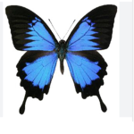 Butterfly’s are beautiful