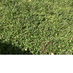 GRASSSSSSSSSSSSSSSSSSSSSSSS pls be nice! GRASSSSSS