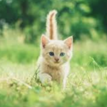 kitten v.i.p club