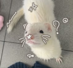 Ferret only club