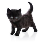 alex cat