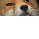The wolves and foxes pack