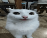 ennnnvy