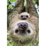 MrSloth Group