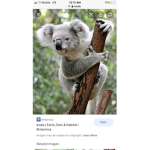 Keke’s koalas
