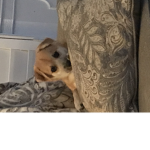 Leothecutie
