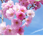 Blossom_Bang
