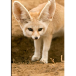 Fennec fox and friends
