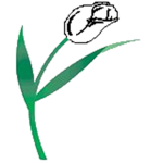 Tulip Air (France)