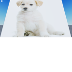 LoveDoggys